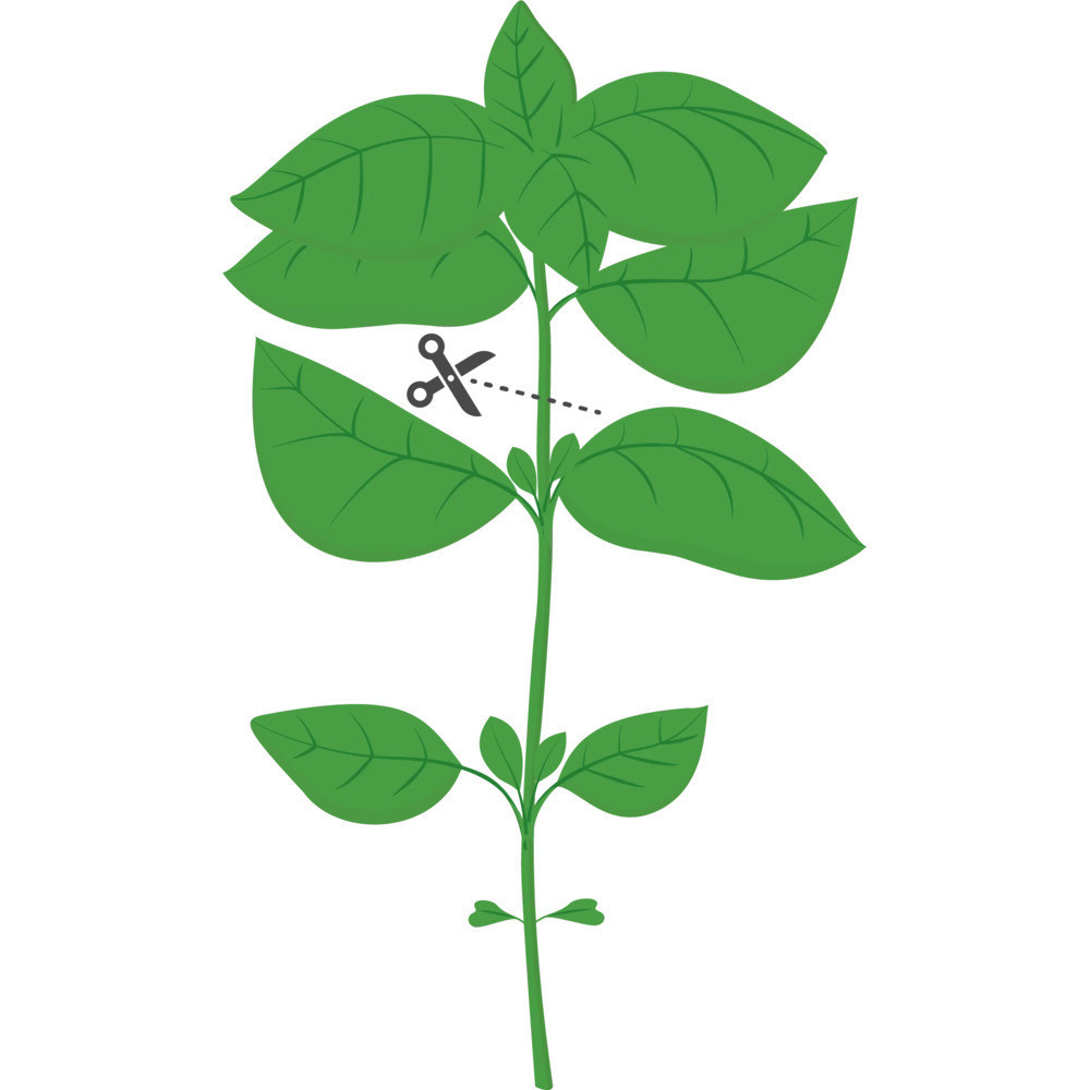 Sfaturi pentru cultivarea cu succes